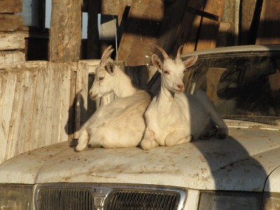 Ох уж эти козы  - козлята 002.jpg