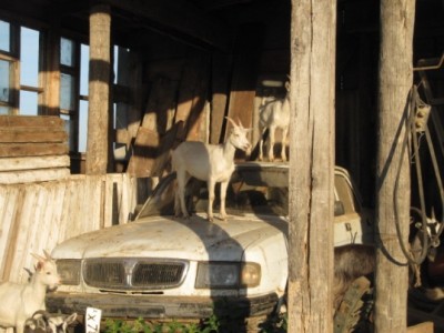 Ох уж эти козы  - козлята 003.jpg