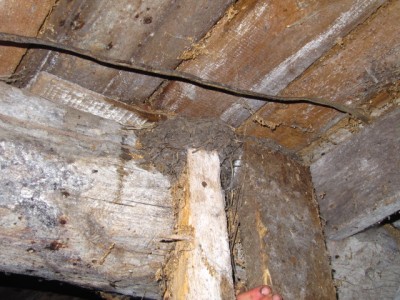 Пернатые соседи дикие  - птенчики 001.jpg