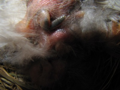 Пернатые соседи дикие  - птенчики 002.jpg