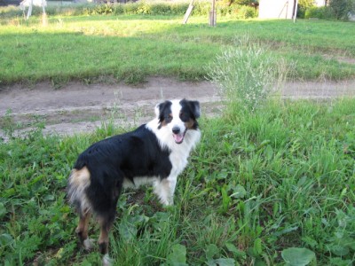 Наши верные друзья - собаки - Лимассол.jpg