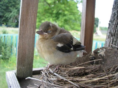 Пернатые соседи дикие  - IMG_0002.JPG