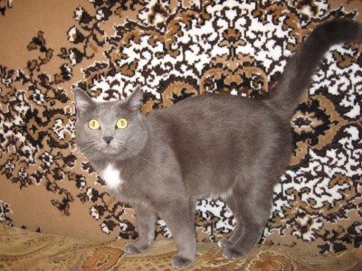 Как быть, если кошка несанкционированно родила? - фотографии с цифровика 047 малый.jpg