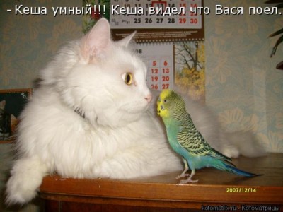 Они такие забавные смешные фото и видео  - kotomatrix_24.jpg