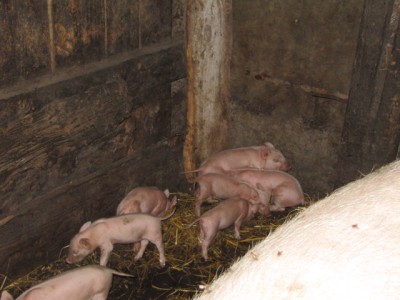Поросята  - Поросята 006.jpg