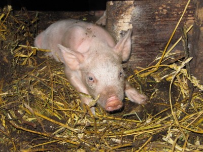 Поросята  - Поросята 003.jpg