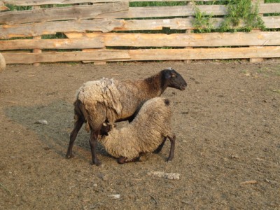 Наши овцы - оВЦА.jpg