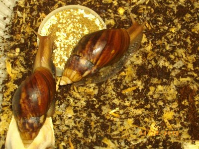 Улитки Ахатины - IMGP4226.JPG