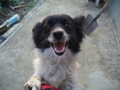 Наши верные друзья - собаки - P1030722.JPG