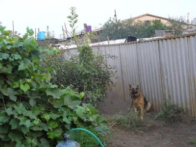 Наши верные друзья - собаки - P1030726.JPG