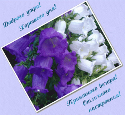 Трям. Здравствуйте. - good_evening_animated_wallot_ru%20(13).gif