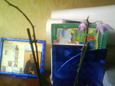 Домашние любимцы комнатные цветы  - DSC00355.JPG