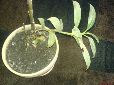 Нижняя ветка