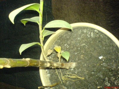 Нижняя ветка 2