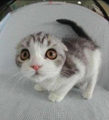 Бал-маскарад - 1255637880_funny_cats_82.jpg