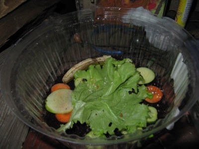 Улитки Ахатины - улитки 003.jpg