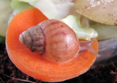 Улитки Ахатины - улитки 005.jpg