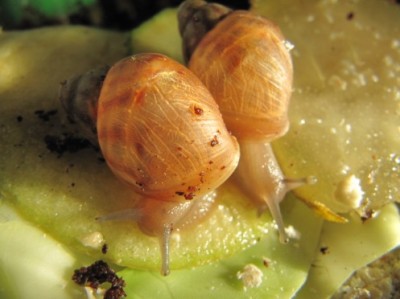 Улитки Ахатины - улитки 006.jpg