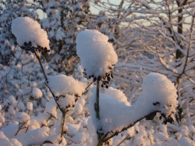 Трям. Здравствуйте. - DSC09389.JPG