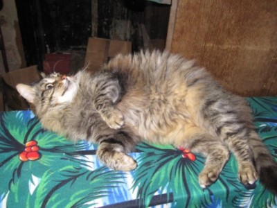 Кошки - очарование МОЁ - пппппп 004.jpg