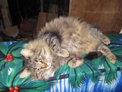 Кошки - очарование МОЁ - пппппп 006.jpg