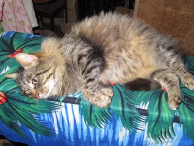 Кошки - очарование МОЁ - пппппп 008.jpg