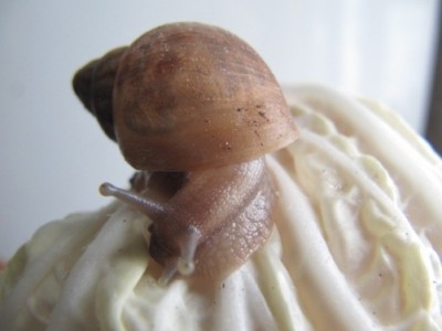 Улитки Ахатины - ули 011.jpg