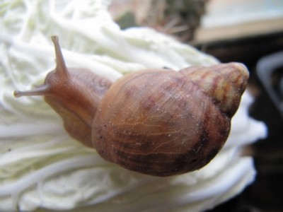 Улитки Ахатины - ули 012.jpg