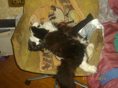 Кошки - очарование МОЁ - IMGP4550.JPG