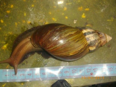 Улитки Ахатины - IMGP5158.JPG