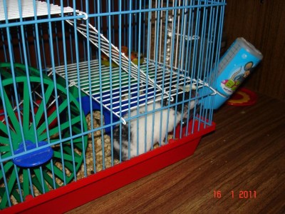 Хомяк - DSC03289.JPG