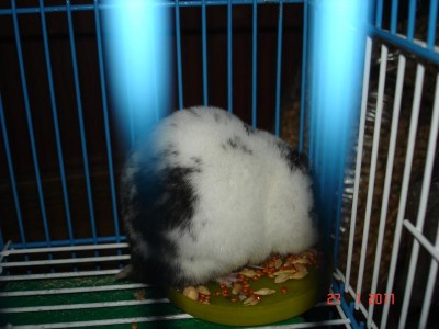 Хомяк - DSC03296.JPG