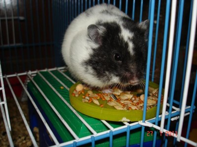 Хомяк - DSC03300.JPG