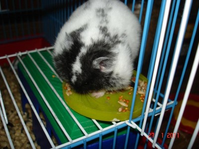 Хомяк - DSC03302.JPG