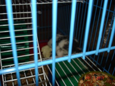 Хомяк - DSC03303.JPG