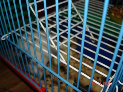 Хомяк - DSC03304.JPG