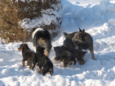 Наши верные друзья - собаки - щенки 049.jpg