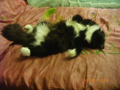 Кошки - очарование МОЁ - IMGP5205.JPG