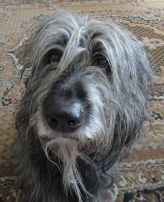 Наши верные друзья - собаки - DSC01846.JPG