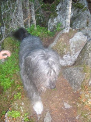 Наши верные друзья - собаки - IMG_6420.JPG