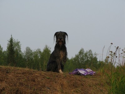 Наши верные друзья - собаки - IMG_8917_новый размер.JPG