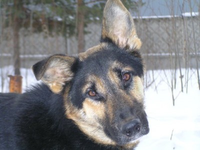  Блажен, иже и скоты милует  - 101.jpg