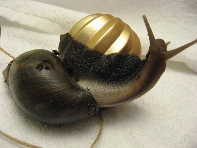 Улитки Ахатины - y_e8b28c18.jpg