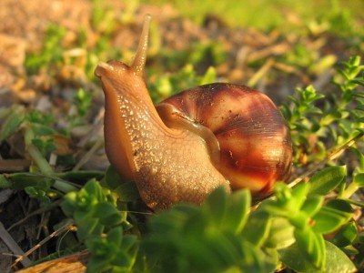 Улитки Ахатины - y_17e59834.jpg