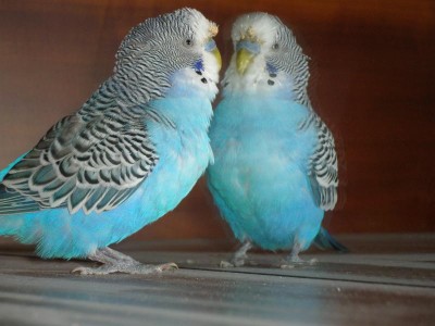 Мой пернатый друг домашние птицы  - P3050015.JPG