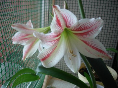 Домашние любимцы комнатные цветы  - DSC08186.JPG