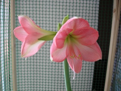 Домашние любимцы комнатные цветы  - DSC08187.JPG