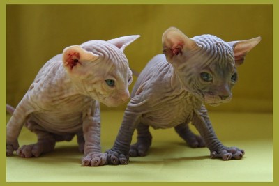 Они такие забавные смешные фото и видео  - Пришельцы.jpg