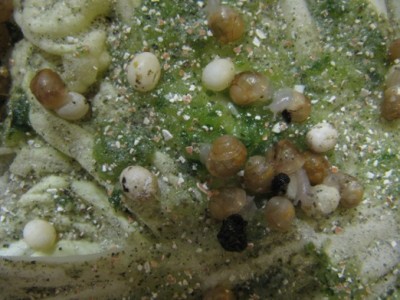 Улитки Ахатины - Улитята 001.jpg