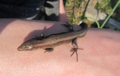 Ящерицы - Новые 004.jpg